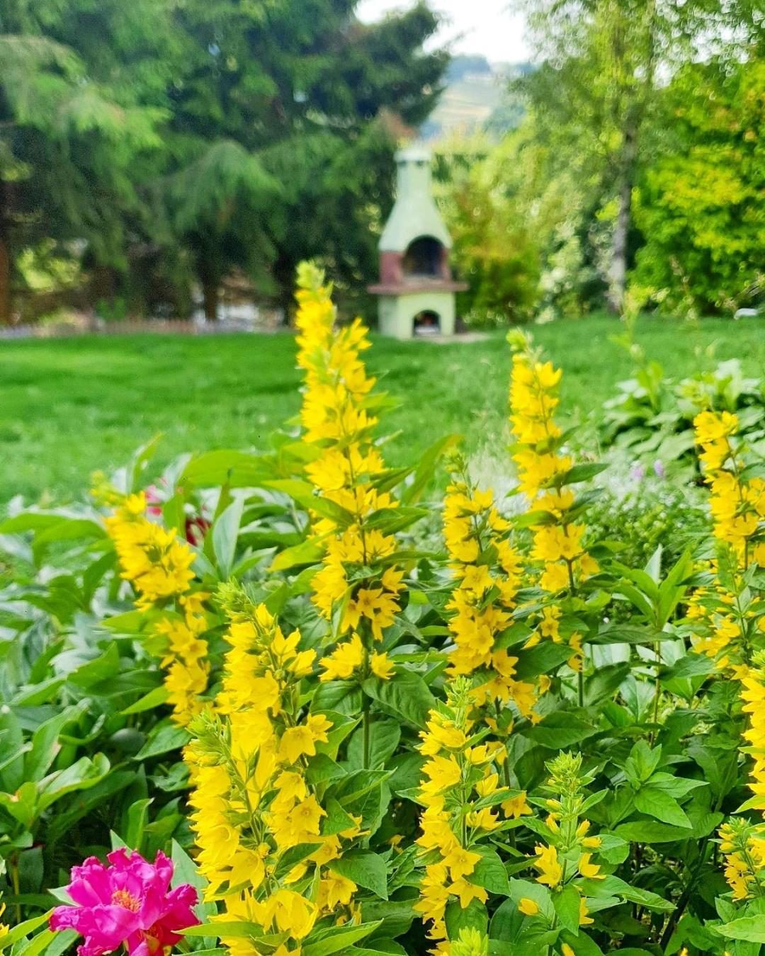 Chata Zieleniecka Bed & Breakfast Duszniki Zdrój Dış mekan fotoğraf